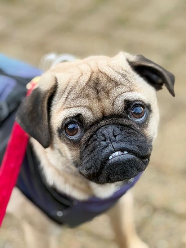 Pug puppies for sale in Londonderry, County Londonderry – 8 months old - Image 4 of 5