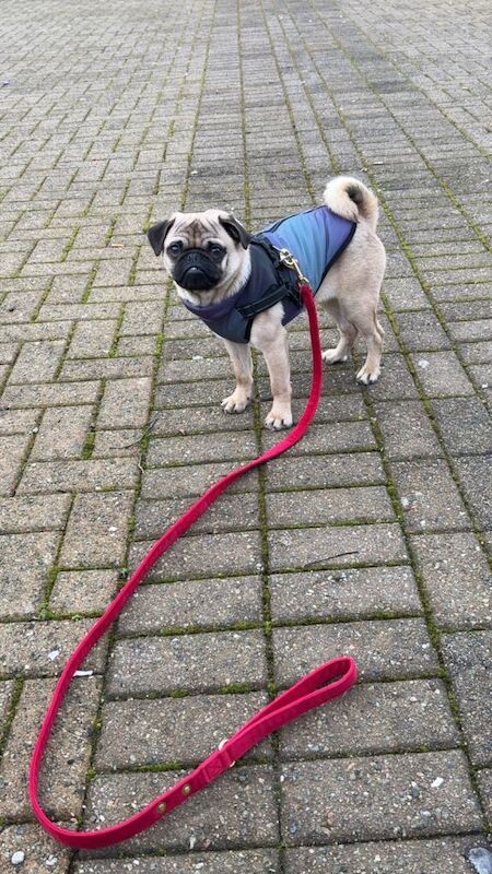 Pug puppies for sale in Londonderry, County Londonderry – 8 months old - Image 5 of 5