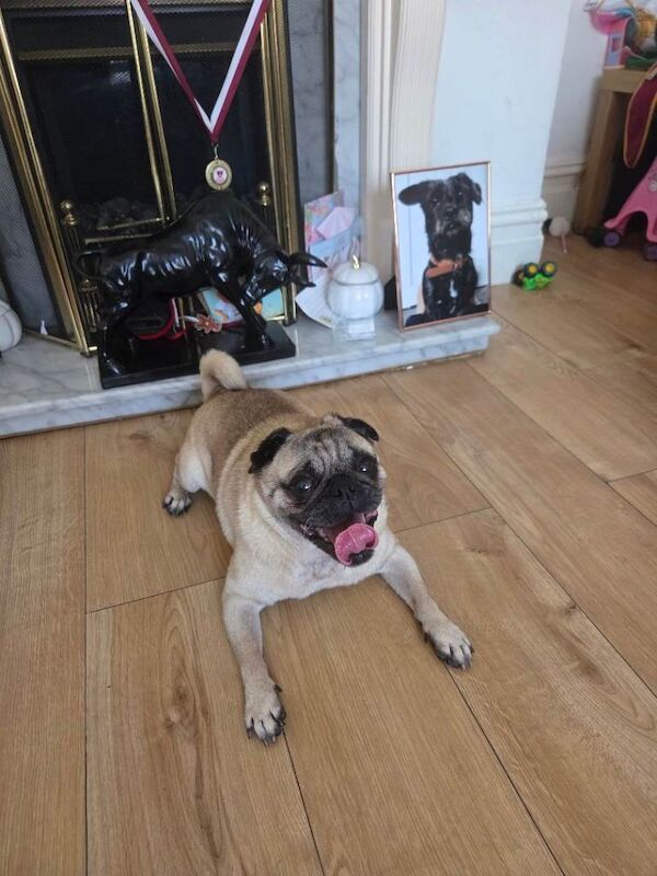 Pug for sale
