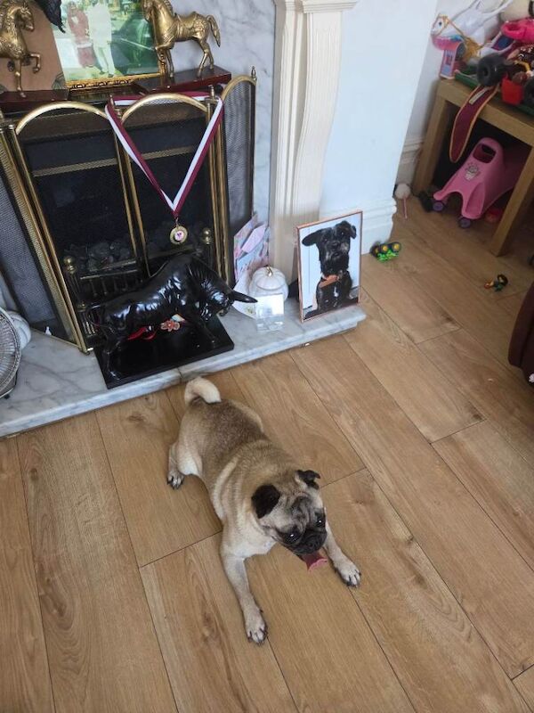 Pug for sale - Image 2 of 6
