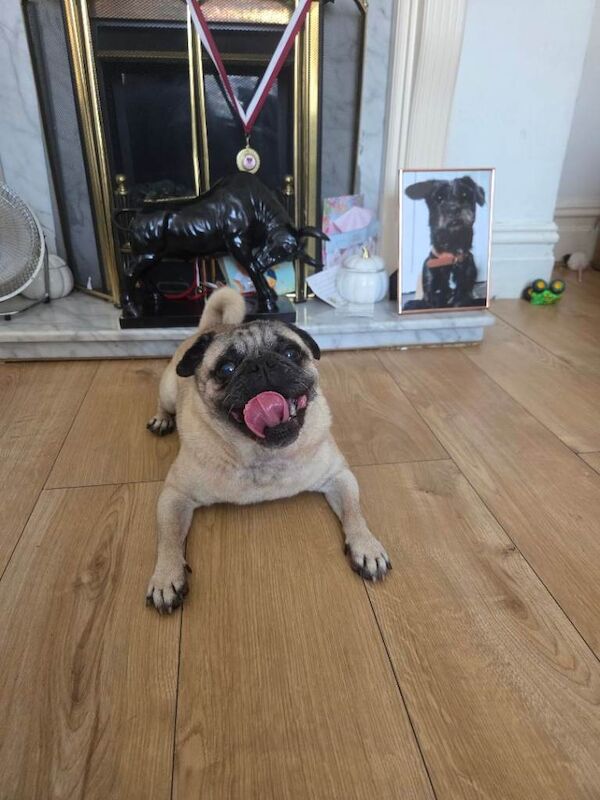 Pug for sale - Image 3 of 6