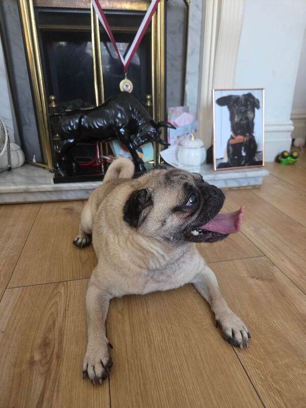 Pug for sale - Image 4 of 6