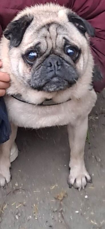 Pug for sale - Image 5 of 6
