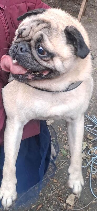 Pug for sale - Image 6 of 6