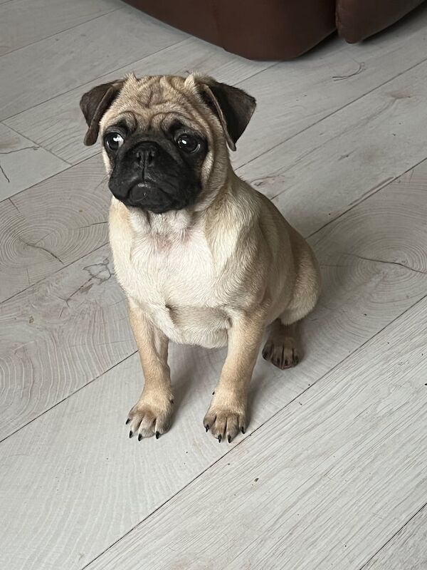 Pug puppies for sale in Templepatrick, County Antrim – KC registered, 4 months old