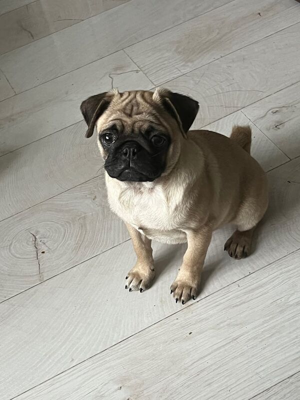 Pug puppies for sale in Templepatrick, County Antrim – KC registered, 4 months old - Image 3 of 4