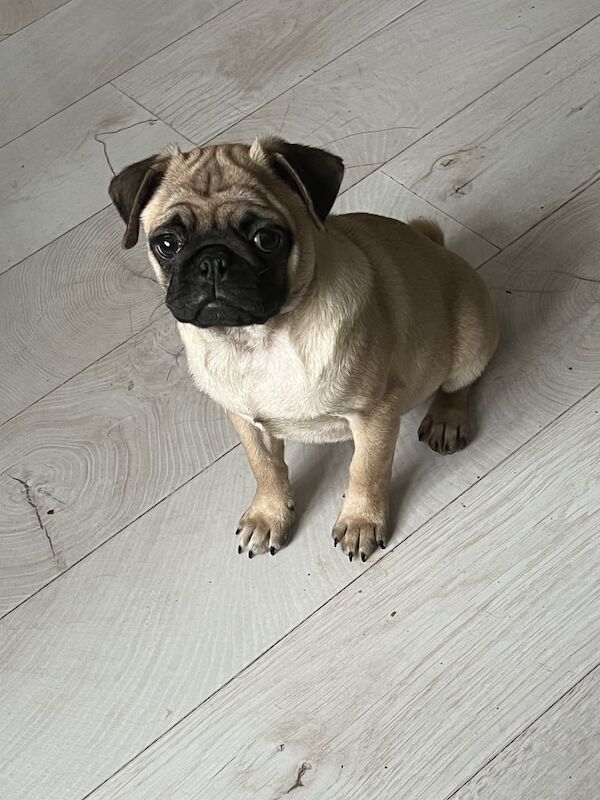 Pug puppies for sale in Templepatrick, County Antrim – KC registered, 4 months old - Image 4 of 4