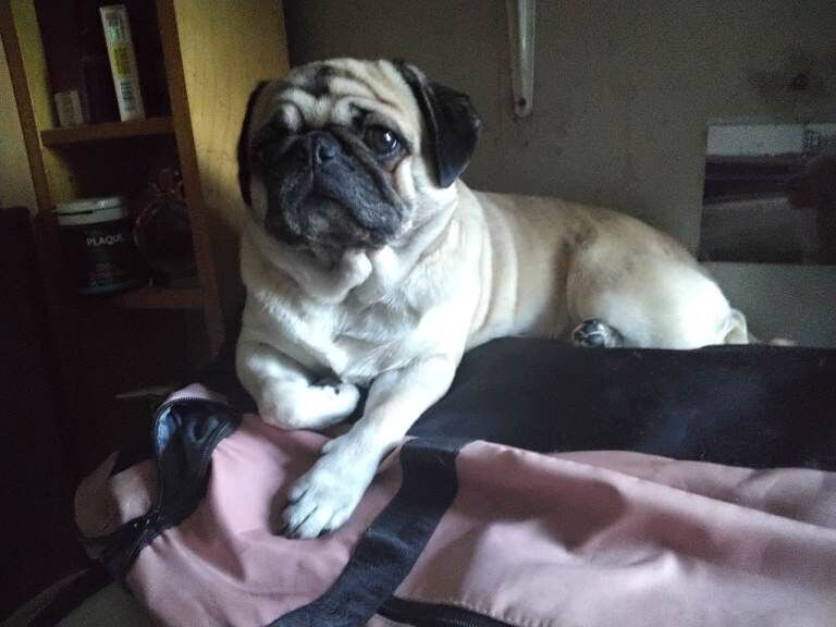 Pug puppies for sale in Northfield, West Midlands – 1 year old