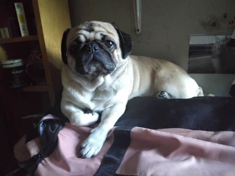 Pug puppies for sale in Northfield, West Midlands – 1 year old - Image 2 of 4