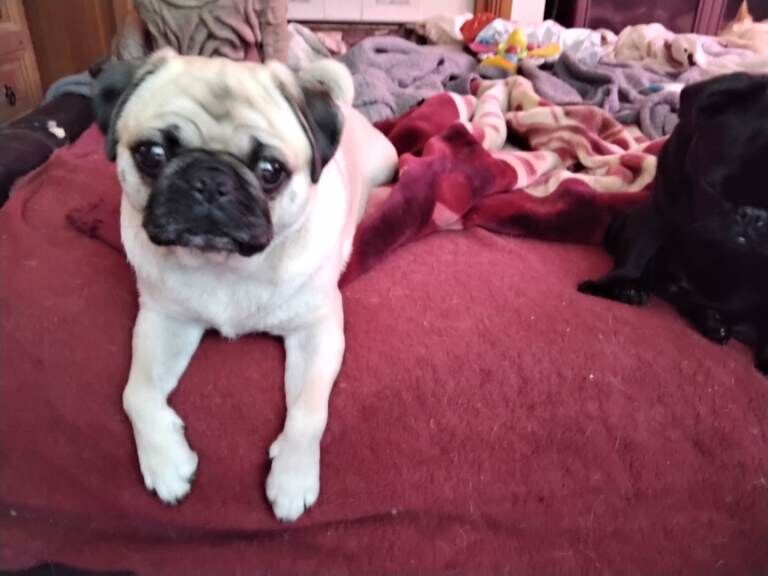 Pug puppies for sale in Northfield, West Midlands – 1 year old - Image 3 of 4