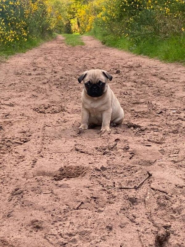 Pug puppies for sale in Northfield, West Midlands – 1 year old - Image 4 of 4