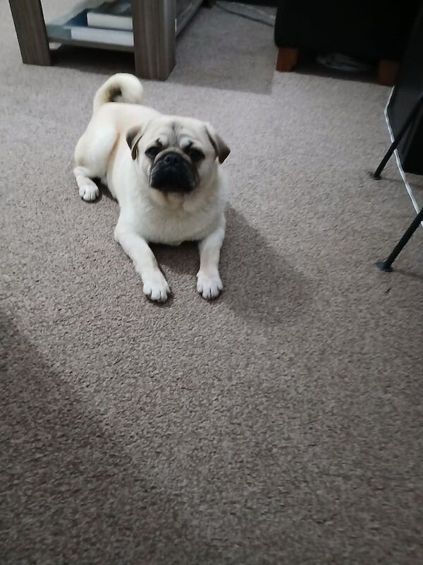 Pug puppies for sale in East Acton, Greater London – 11 months old