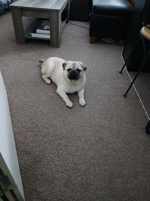 Pug puppies for sale in East Acton, Greater London – 11 months old - Image 2 of 4