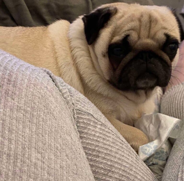 Pug Pedigree Pups for sale in South Side, City of Edinburgh