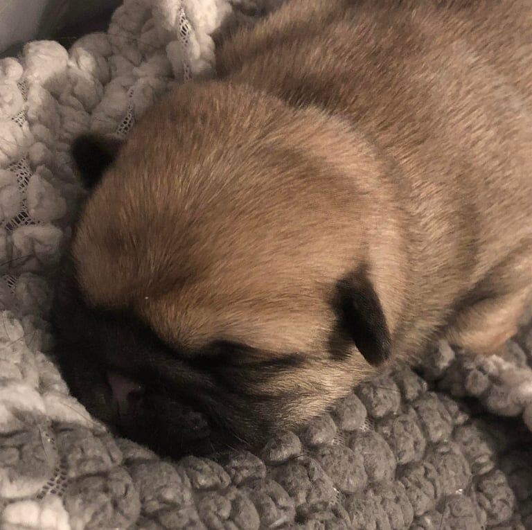 Pug Pedigree Pups for sale in South Side, City of Edinburgh | Image 2