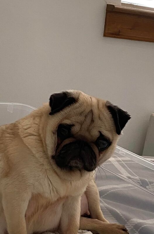 Pug Pedigree Pups for sale in South Side, City of Edinburgh | Image 3