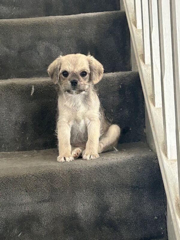 Pug puppies for sale in Liverpool, Merseyside – 5 months old - Image 1 of 3