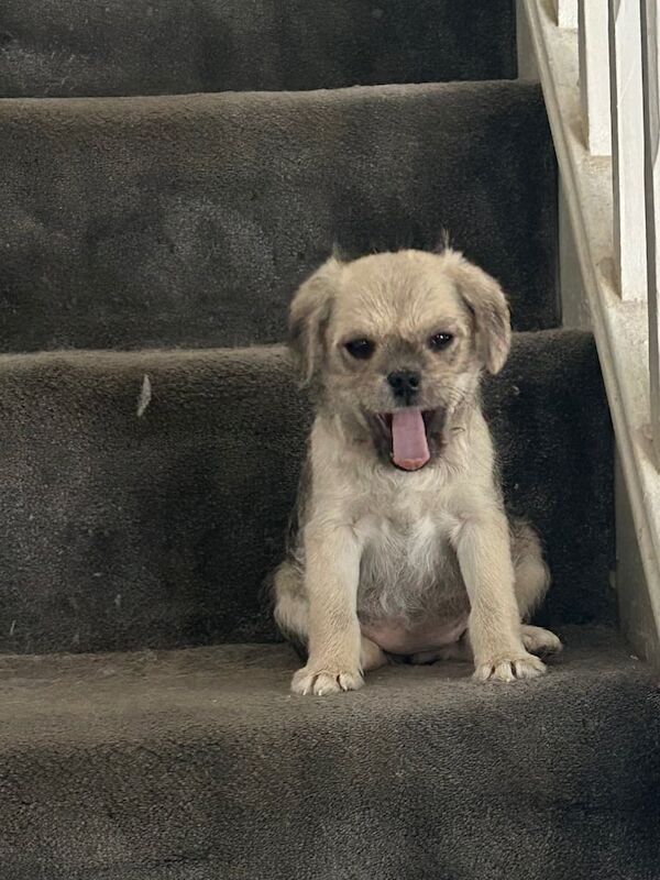 Pug puppies for sale in Liverpool, Merseyside – 5 months old - Image 2 of 3