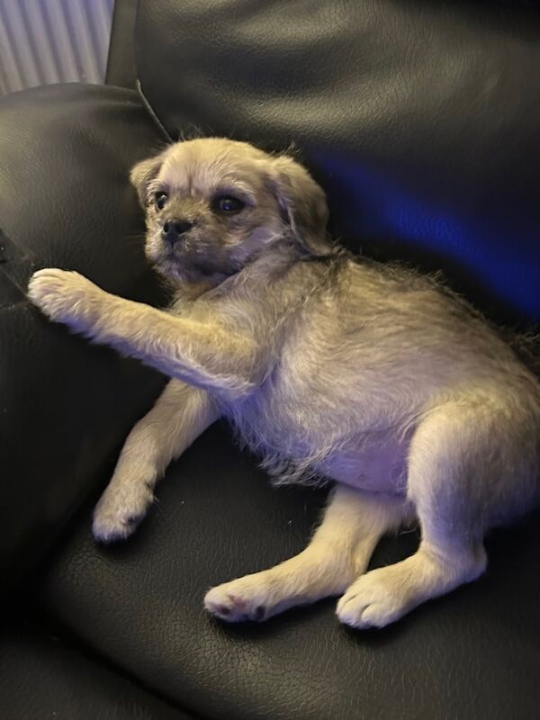 Pug puppies for sale in Liverpool, Merseyside – 5 months old - Image 3 of 3