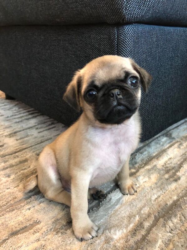 Pug Puppies For Sale