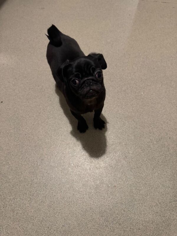 Pug Puppies For Sale Under £1,000