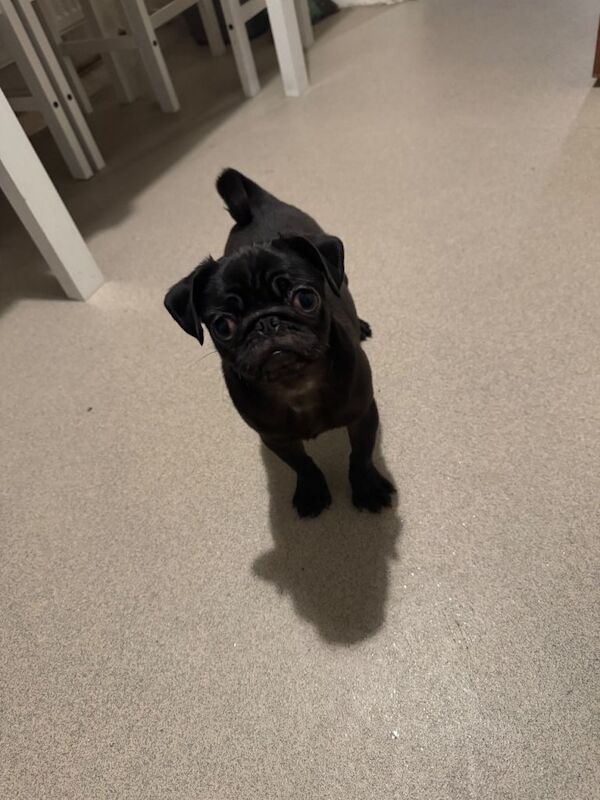 Pug pup male - Image 2 of 3