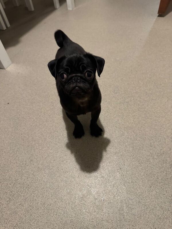 Pug pup male - Image 3 of 3