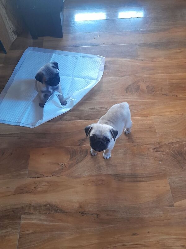 Pug puppies for sale in Eastwood, Nottinghamshire – 9 weeks old