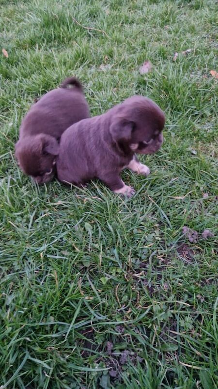 Pug puppies for sale in South Side, City of Edinburgh – 5 months old - Image 1 of 3