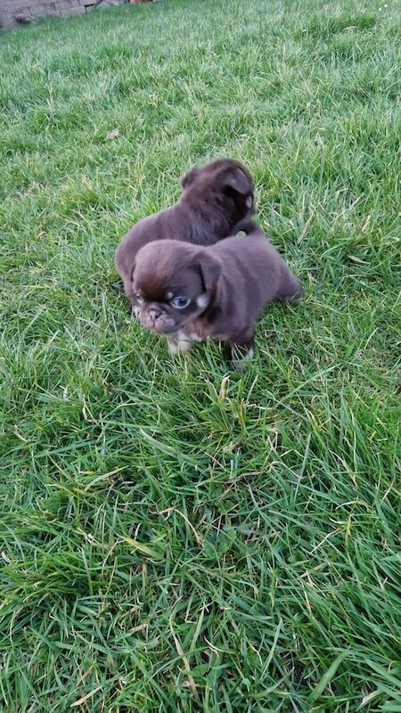 Pug puppies for sale in South Side, City of Edinburgh - Image 2
