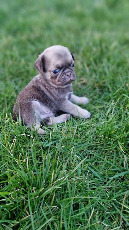 Pug puppies for sale in South Side, City of Edinburgh – 5 months old - Image 3 of 3