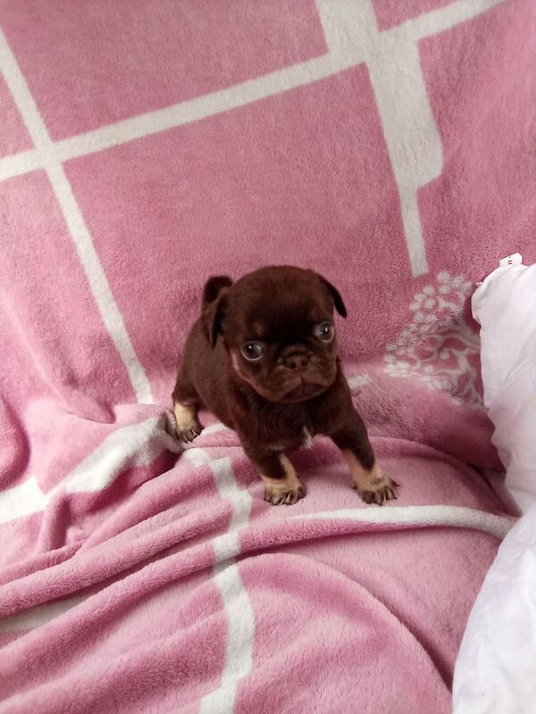 Pug puppies for sale in Stenhouse, City of Edinburgh – 10 months old - Image 1 of 3