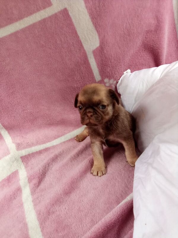 Pug puppies for sale in Stenhouse, City of Edinburgh - Image 2