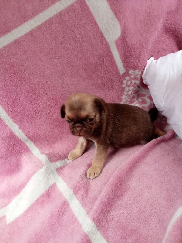 Pug puppies for sale in Stenhouse, City of Edinburgh – 10 months old - Image 3 of 3