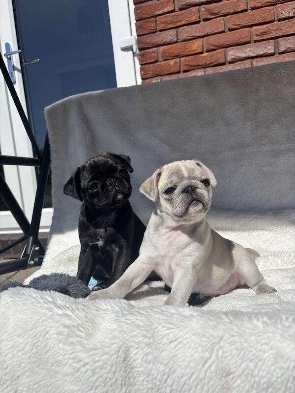 Pug puppies for sale in Portadown, County Armagh
