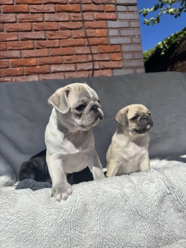 Pug puppies for sale in Portadown, County Armagh - Image 2