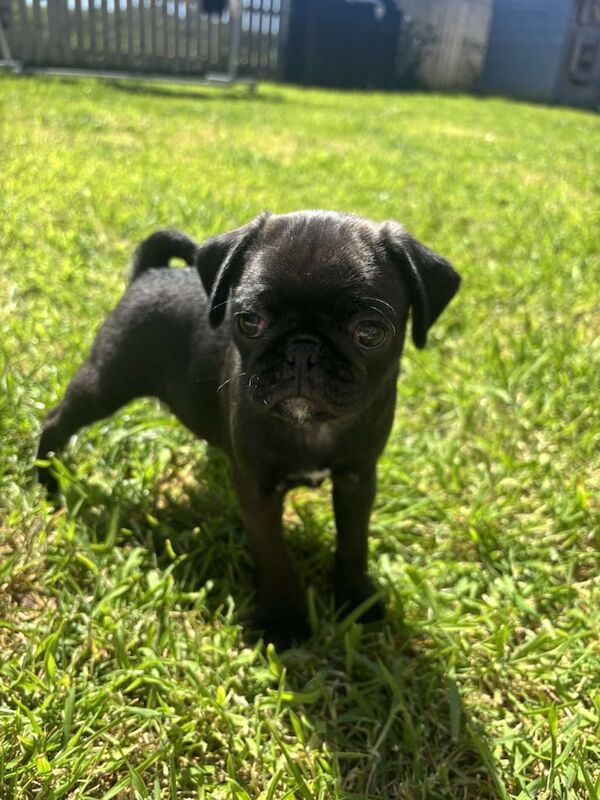 Pug puppies for sale in Portadown, County Armagh - Image 3