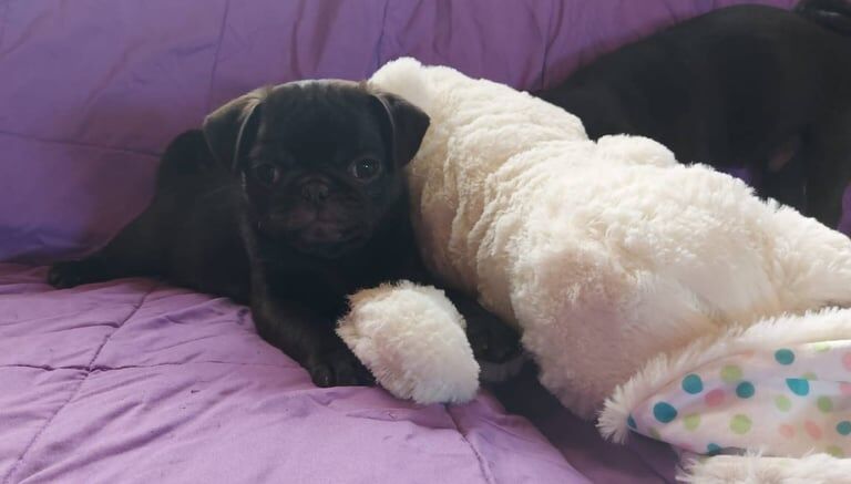 Pug puppies for sale in Newcastle, County Down
