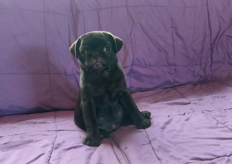 Pug puppies for sale in Newcastle, County Down - Image 2