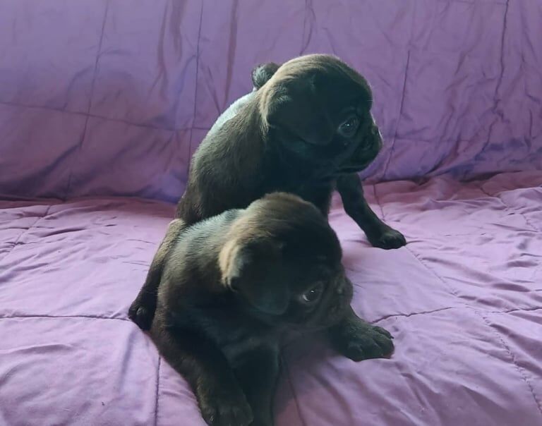 Pug puppies for sale in Newcastle, County Down | Image 3