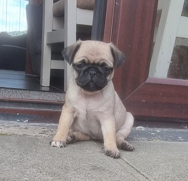 Pug puppies for sale in Dunmurry, County Antrim – KC registered, 9 weeks old