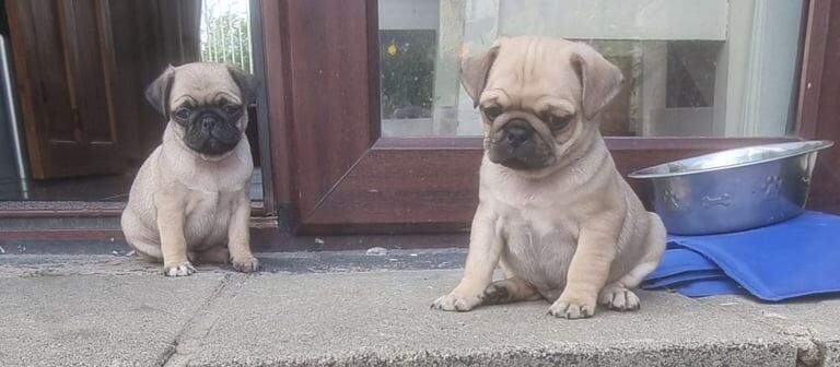 Pug puppies for sale in Dunmurry, County Antrim – KC registered, 9 weeks old - Image 2 of 3