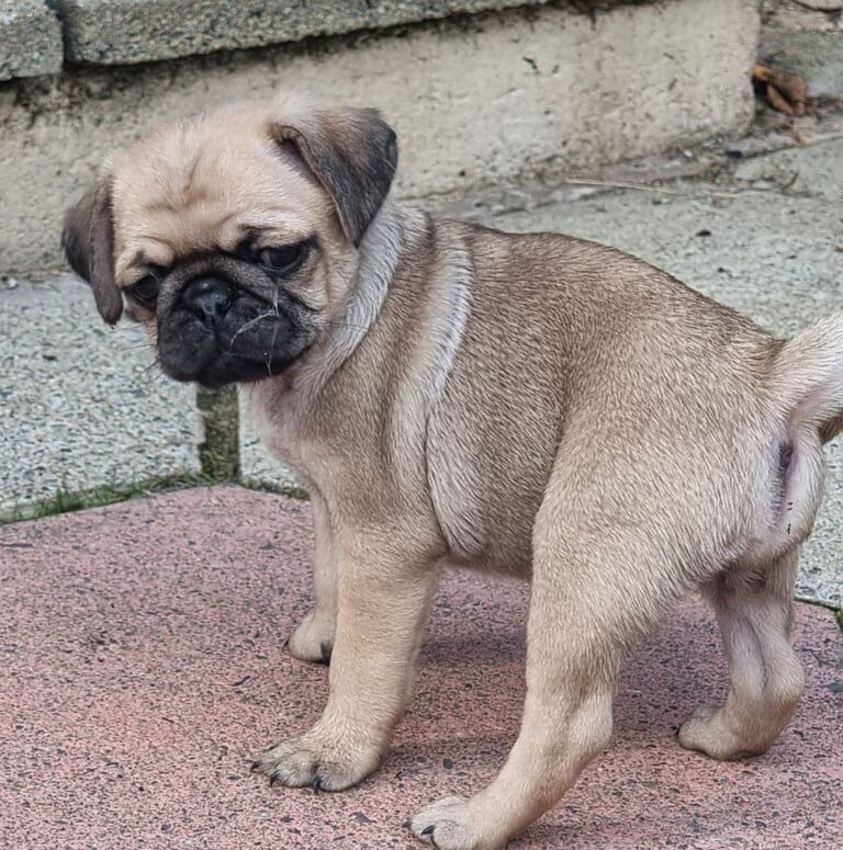 Pug puppies for sale in Dunmurry, County Antrim – KC registered, 9 weeks old - Image 3 of 3