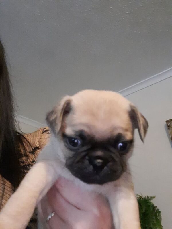 Pug Puppies - Image 2 of 3