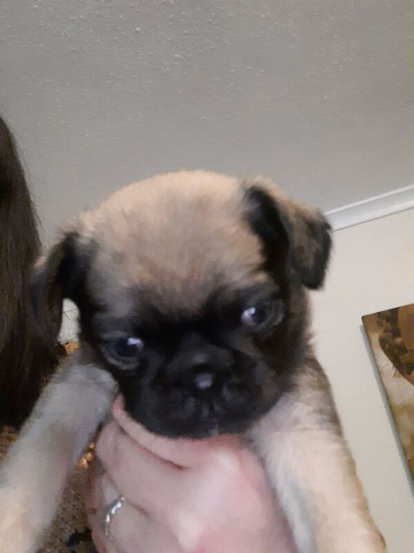 Pug Puppies - Image 3 of 3