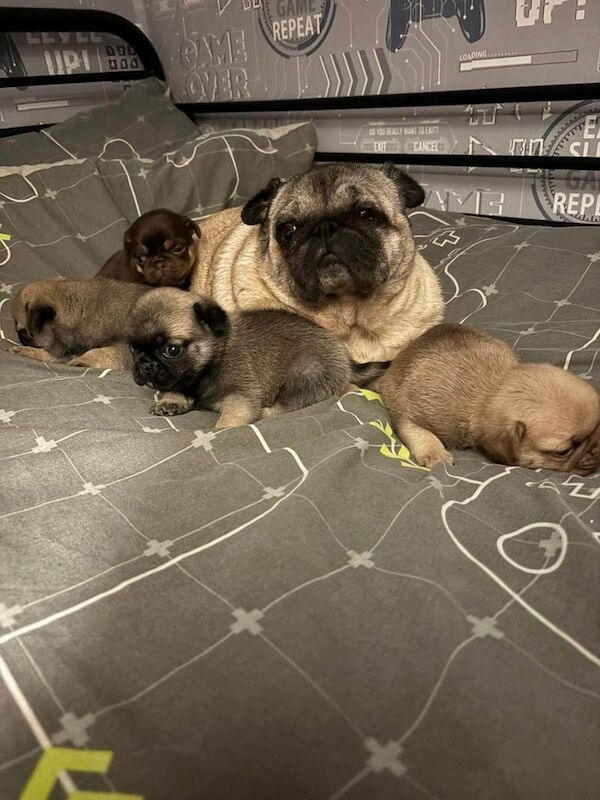 Pug puppies - Image 2 of 3