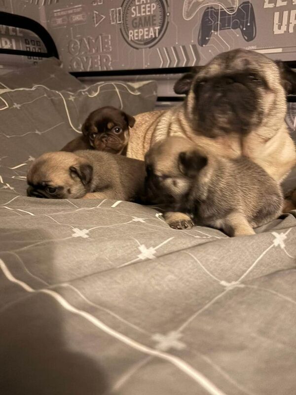 Pug puppies - Image 3 of 3