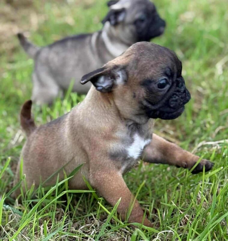 Pug puppies for sale in Cookstown, County Tyrone – KC registered, 10 weeks old
