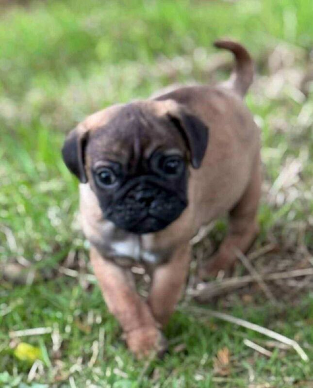Pug puppies for sale in Cookstown, County Tyrone – KC registered, 10 weeks old - Image 2 of 3