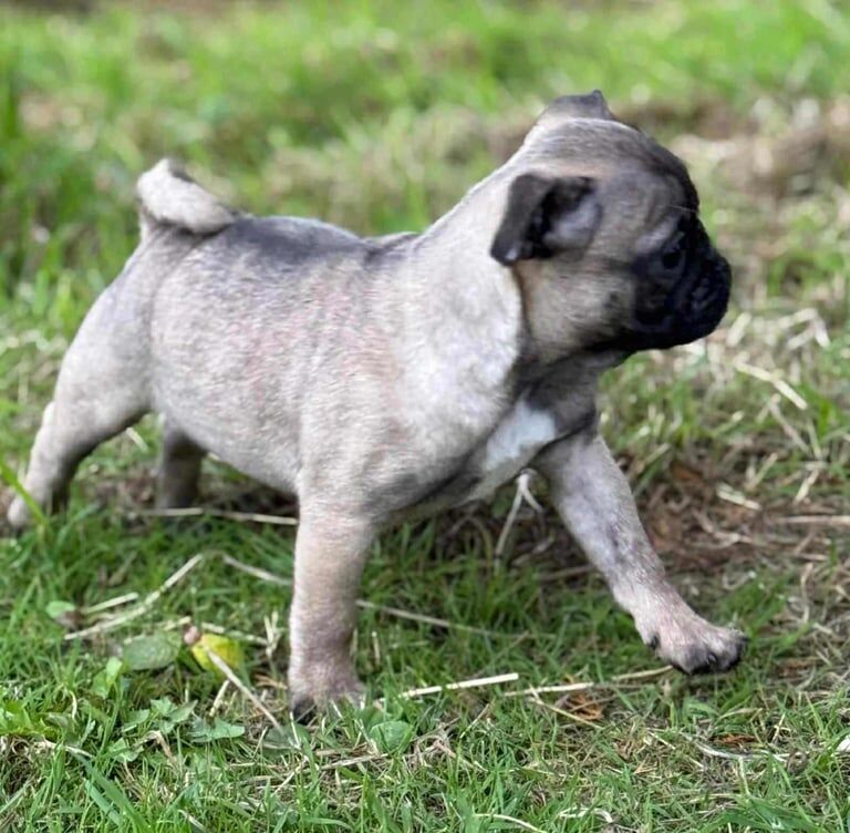 Pug puppies for sale in Cookstown, County Tyrone – KC registered, 10 weeks old - Image 3 of 3